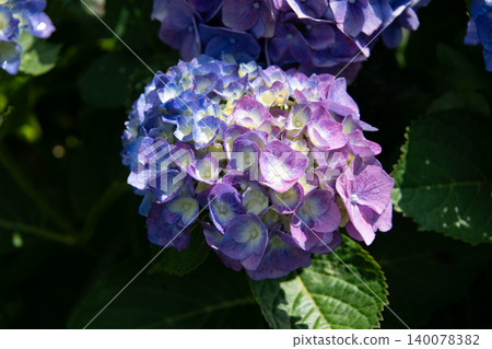 Hydrangeas in full bloom - rainy season scenery Hydrangeas in full bloom - rainy season scenery 140078382