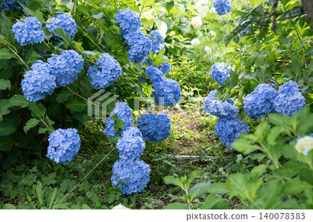 Hydrangeas in full bloom - rainy season scenery Hydrangeas in full bloom - rainy season scenery 140078383
