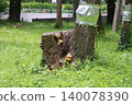 Mushrooms grown in stumps 140078390