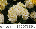 Rose   140078391