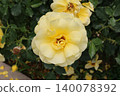 Rose   140078392