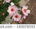 Rose   140078393