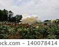 Rose   140078414
