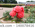 Rose   140078416