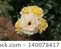 Rose   140078417
