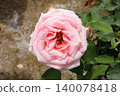 Rose   140078418