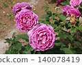 Rose   140078419