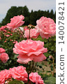 Rose   140078421