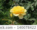 Rose   140078422