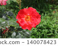 Rose   140078423