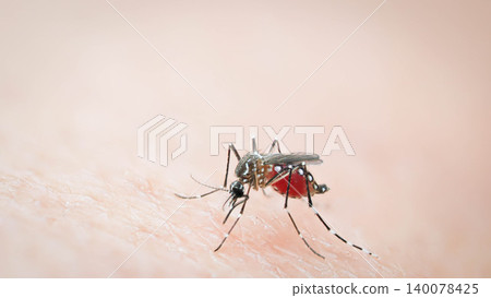Macro close-up of a striped Aedes mosquito engorged with blood biting human skin Macro close-up of a striped Aedes mosquito engorged with blood biting human skin 140078425