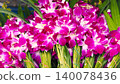 Vibrant purple orchid bouquets for traditional Thai religious offering 140078436