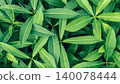 Vibrant green leaves background of Pachira aquatica, also known as Money Tree 140078444