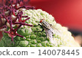 Macro close-up of a flesh fly perched on a textured Pseudolithos floret with dark purple star-shaped flowers 140078445