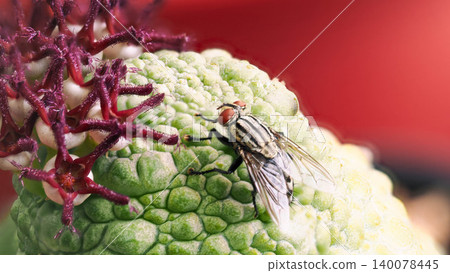 Macro close-up of a flesh fly perched on a textured Pseudolithos floret with dark purple star-shaped flowers Macro close-up of a flesh fly perched on a textured Pseudolithos floret with dark purple star-shaped flowers 140078445