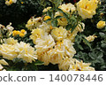 Rose   140078446