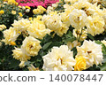 Rose   140078447