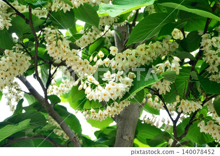 Small white flowers of Styrax obassia (spring, April) Small white flowers of Styrax obassia (spring, April) 140078452