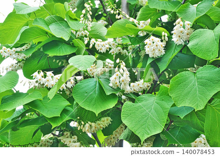 Small white flowers of Styrax obassia (spring, April) Small white flowers of Styrax obassia (spring, April) 140078453