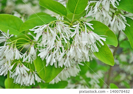 White flowers of the Chionanthus retusus (or Chionanthus chinensis) (Spring, April) White flowers of the Chionanthus retusus (or Chionanthus chinensis) (Spring, April) 140078482