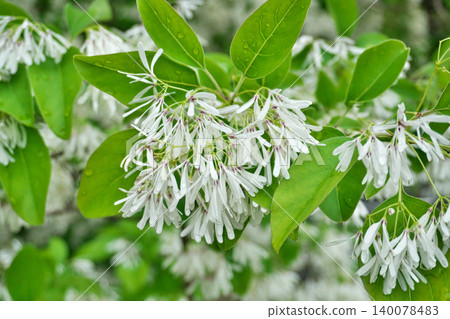 白花雪蘭(Chionanthus retusus 或 Chionanthus chinensis)(春季,四月) 白花雪蘭(Chionanthus retusus 或 Chionanthus chinensis)(春季,四月) 140078483