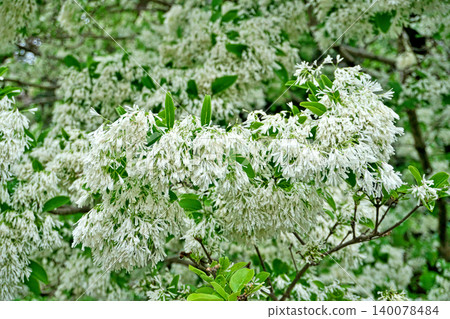 White flowers of the Chionanthus retusus (or Chionanthus chinensis) (Spring, April) White flowers of the Chionanthus retusus (or Chionanthus chinensis) (Spring, April) 140078484