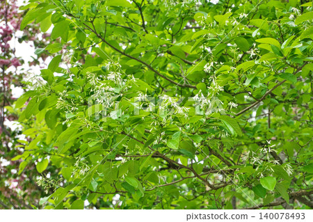 Chionanthus retusus (Nanjamonja) 的白色雌花(春季,四月) Chionanthus retusus (Nanjamonja) 的白色雌花(春季,四月) 140078493