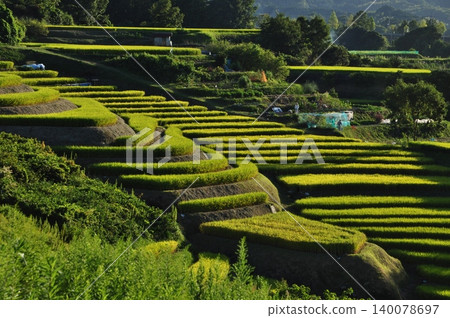 In September, the terraced rice fields of Shimoakasaka as seen from the ruins of Shimoakasaka Castle. In September, the terraced rice fields of Shimoakasaka as seen from the ruins of Shimoakasaka Castle. 140078697