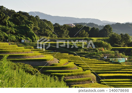 In September, the terraced rice fields of Shimoakasaka as seen from the ruins of Shimoakasaka Castle. In September, the terraced rice fields of Shimoakasaka as seen from the ruins of Shimoakasaka Castle. 140078698