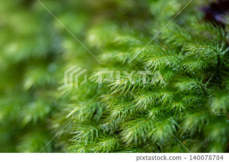 Photographing fluffy moss with a macro lens Photographing fluffy moss with a macro lens 140078784