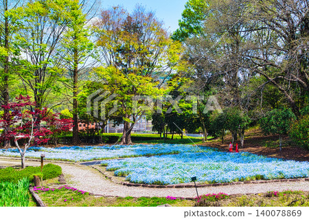 In spring, the flowerbeds in the park are covered in nemophila flowers, creating a blue carpet-like surface. In spring, the flowerbeds in the park are covered in nemophila flowers, creating a blue carpet-like surface. 140078869