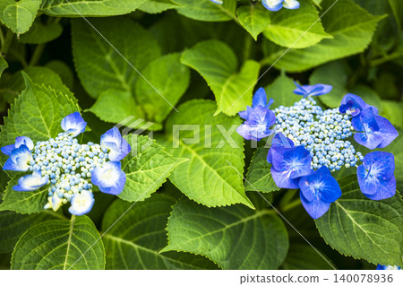 開花在公園的八仙花屬 開花在公園的八仙花屬 140078936