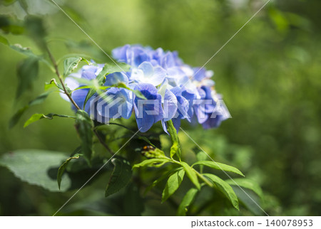 公園裡的繡球花 公園裡的繡球花 140078953