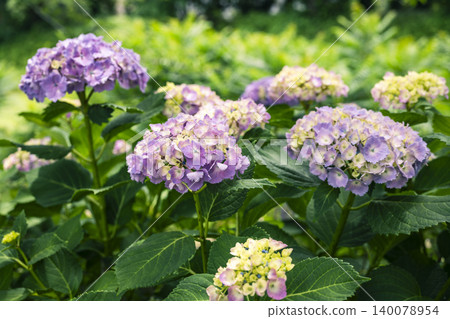 公園裡的繡球花 公園裡的繡球花 140078954