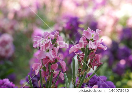 Pink bellflower Pink bellflower 140078980