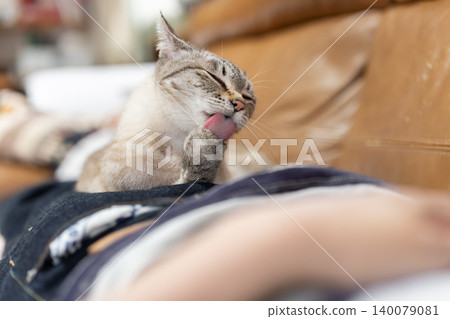 Cute cat relaxing on its owner: Siamese tabby cat Cute cat relaxing on its owner: Siamese tabby cat 140079081
