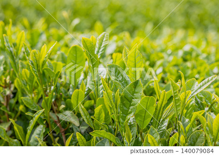 Tea leaves illuminated by the morning sun 140079084