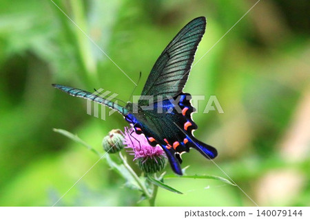 Thistle and crowger swallowtail 140079144