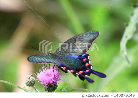 Thistle and crowger swallowtail Thistle and crowger swallowtail 140079149