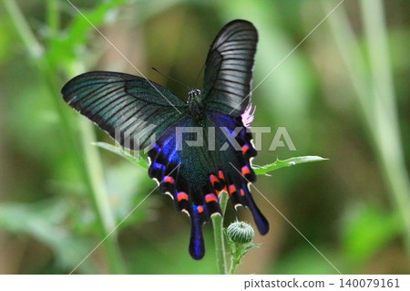 Thistle and crowger swallowtail Thistle and crowger swallowtail 140079161