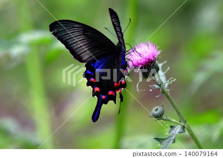 Thistle and crowger swallowtail Thistle and crowger swallowtail 140079164