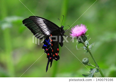 Thistle and crowger swallowtail Thistle and crowger swallowtail 140079166