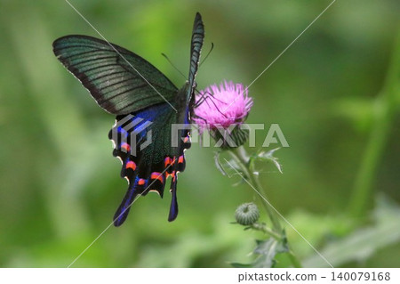 Thistle and crowger swallowtail Thistle and crowger swallowtail 140079168