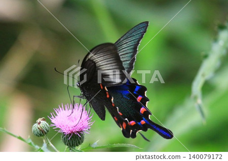 Thistle and crowger swallowtail Thistle and crowger swallowtail 140079172