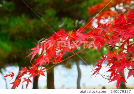 Kawaguchi lake side of autumn 140079327