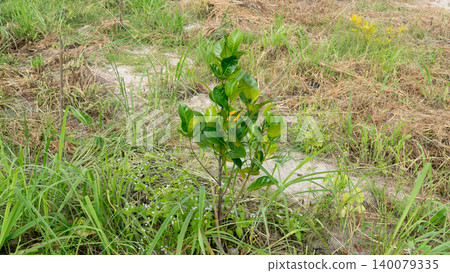 Tiny young green jackfruit sapling sprouting from the ground in an open rural field. Dry grass soil and wild weeds surround the small plant under soft daylight. Tiny young green jackfruit sapling sprouting from the ground in an open rural field. Dry grass soil and wild weeds surround the small plant under soft daylight. 140079335