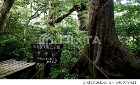 鹿兒島縣屋久島的神秘雙杉樹 140079421
