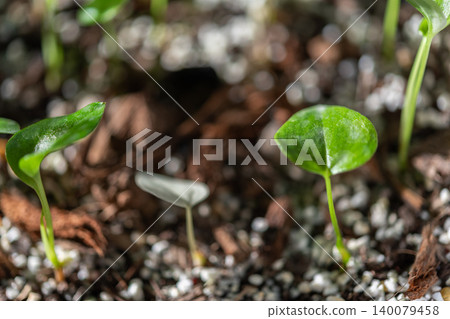 Young green seedlings emerging from fertile soil natural sunlight Early plant growth sustainable gardening concept soft background blur Young green seedlings emerging from fertile soil natural sunlight Early plant growth sustainable gardening concept soft background blur 140079458