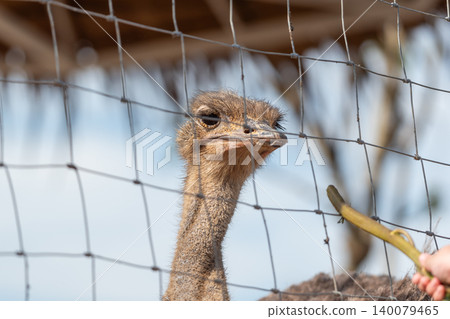 Closeup of an ostrich behind wire fence reaching for food Large flightless bird farm enclosure natural daylight soft background blur Closeup of an ostrich behind wire fence reaching for food Large flightless bird farm enclosure natural daylight soft background blur 140079465