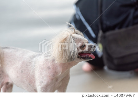 Small groomed dog trimmed fur standing indoors panting Companion pet expressive face soft background blur natural light Small groomed dog trimmed fur standing indoors panting Companion pet expressive face soft background blur natural light 140079467
